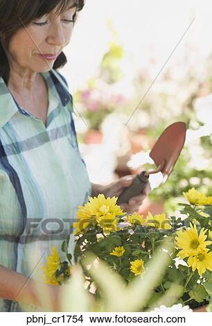 Close up of senior woman gardening View Large Photo Image Picture - Close up of senior woman gardening . Fotosearch