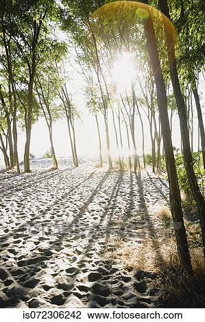 Sun shining through trees on beach View Large Photo Image Stock Image - Sun shining through trees on beach. Fotosearch