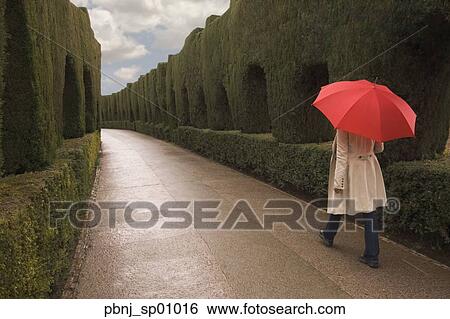 Rear view of woman walking with umbrella along hedged path View Large Photo Image Stock Photograph - Rear view of woman walking with umbrella along hedged path. Fotosearch
