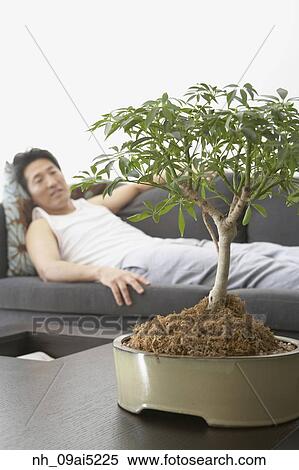 Asian man looking at bonsai tree View Large Photo Image Stock Photography - Asian man looking at bonsai tree. Fotosearch
