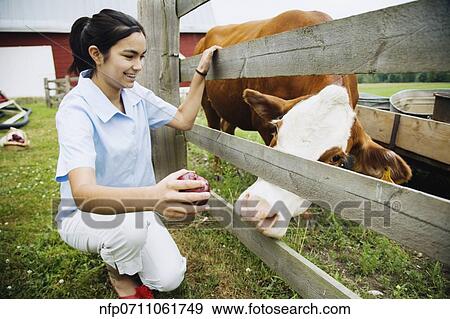 Girl holding apple for cow View Large Photo Image Stock Photo - Girl holding apple for cow. Fotosearch