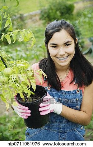 Girl holding tomato plant View Large Photo Image Stock Photograph - Girl holding tomato plant. Fotosearch