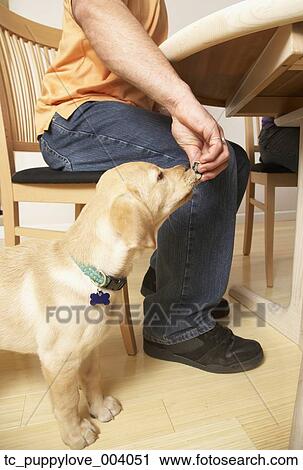 Stock Image - Man feeding puppy dog from table. Fotosearch