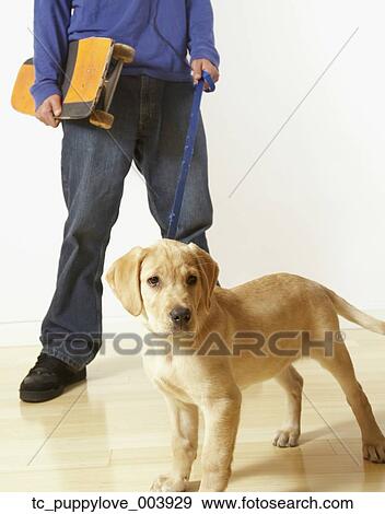 Puppy dog on leash View Large Photo Image Stock Photo - Puppy dog on leash. Fotosearch