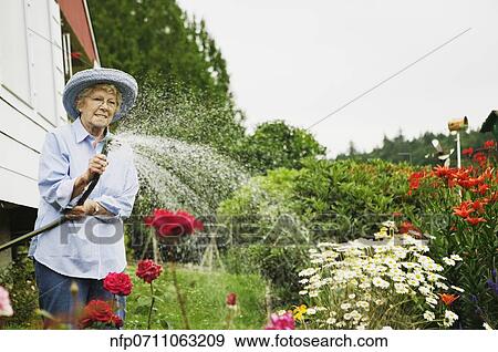 Senior woman watering plants with hose View Large Photo Image Stock Photo - Senior woman watering plants with hose. Fotosearch