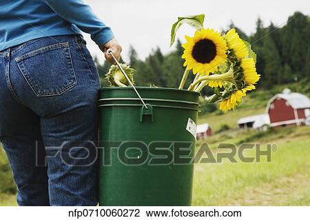 Stock Image - Woman carrying bucket of sunflowers on farm. Fotosearch