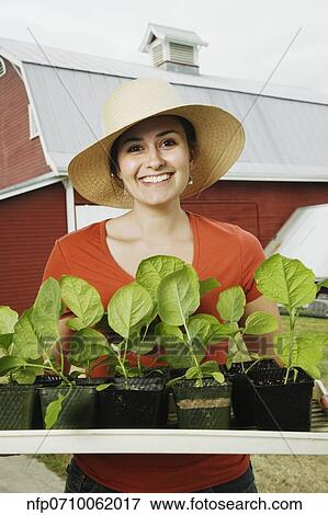 Woman holding tray of plants at farm View Large Photo Image Stock Photo - Woman holding tray of plants at farm. Fotosearch