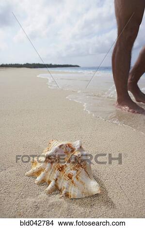 Seashell on beach next to man's feet View Large Photo Image Picture - Seashell on beach next to man's feet. Fotosearch