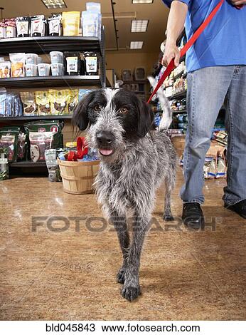 Asian man with dog in pet store View Large Photo Image Stock Image - Asian man with dog in pet store. Fotosearch
