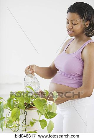 Pregnant African American woman watering plant View Large Photo Image Stock Photo - Pregnant African American woman watering plant. Fotosearch