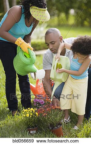 African family watering flowers View Large Photo Image Stock Photo - African family watering flowers. Fotosearch