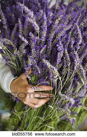 Asian woman holding bunch of lavender flowers View Large Photo Image Stock Photograph - Asian woman holding bunch of lavender flowers. Fotosearch