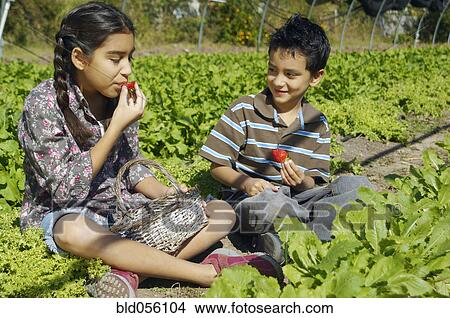 Picture - Hispanic siblings picking organic strawberries. Fotosearch
