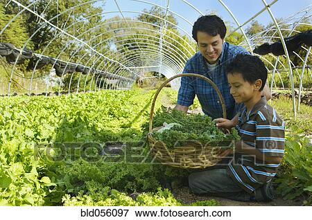 Stock Photo - Multi-ethnic father and son harvesting organic produce. Fotosearch
