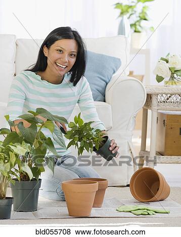 Pacific Islander woman re-potting plants View Large Photo Image Stock Photo - Pacific Islander woman re-potting plants. Fotosearch