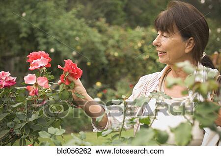 Stock Image - Senior Hispanic woman looking at rose. Fotosearch