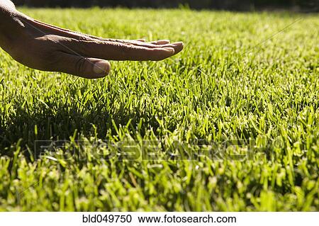 Close up of hand over grass View Large Photo Image Stock Image - Close up of hand over grass. Fotosearch