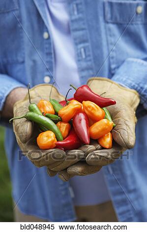 Stock Photography - Hispanic man holding peppers. Fotosearch