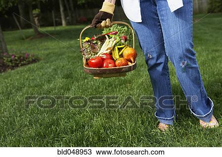 Stock Image - Hispanic woman holding basket of vegetables. Fotosearch