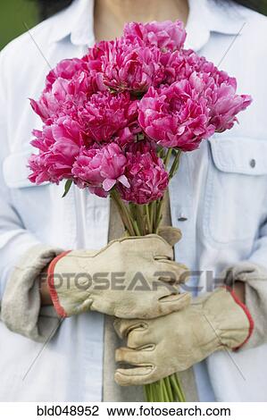Hispanic woman holding cut flowers View Large Photo Image Stock Image - Hispanic woman holding cut flowers. Fotosearch