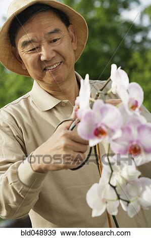 Stock Photo - Senior Asian man pruning flowers. Fotosearch