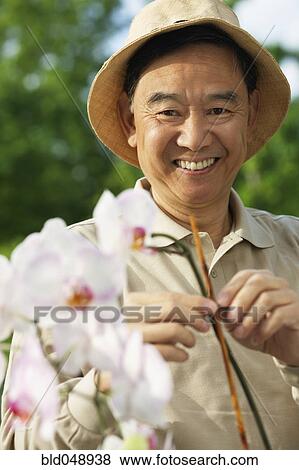 Senior Asian man tying plant to stick View Large Photo Image Stock Photo - Senior Asian man tying plant to stick. Fotosearch