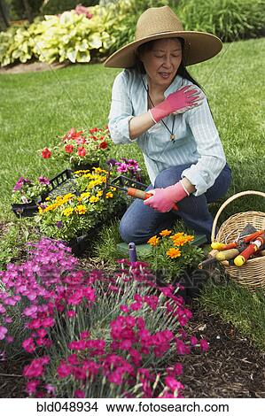 Picture - Senior Asian woman gardening. Fotosearch