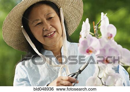 Stock Photograph - Senior Asian woman pruning flowers. Fotosearch