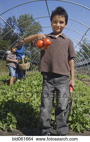 Picture - Hispanic boy holding organic tomatoes. Fotosearch