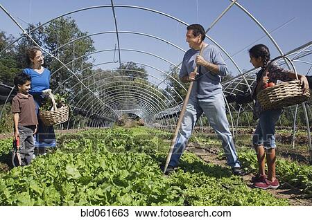Stock Image - Multi-ethnic family harvesting organic produce. Fotosearch