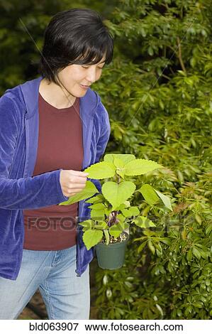 Stock Photo - Asian woman looking at potted plant. Fotosearch