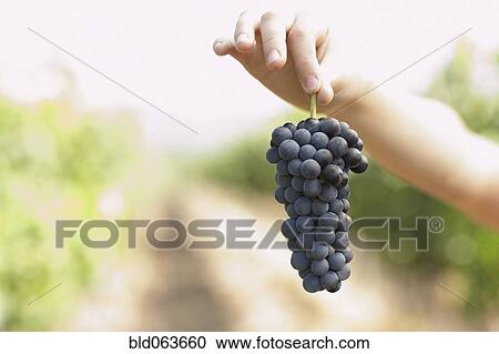 Hispanic woman holding bunch of red grapes View Large Photo Image Stock Image - Hispanic woman holding bunch of red grapes. Fotosearch