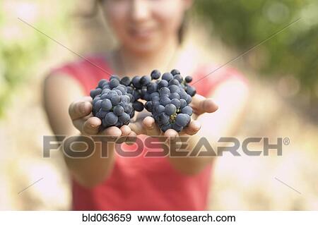 Stock Photo - Hispanic woman holding two bunches or red grapes. Fotosearch