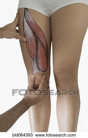 Stock Image - Chiropractor adjusting woman’s leg. Fotosearch