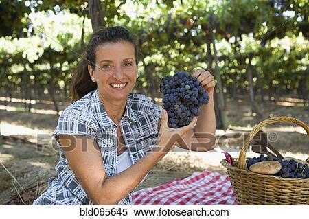 Stock Photography - Hispanic woman holding large bunch of grapes in vineyard. Fotosearch