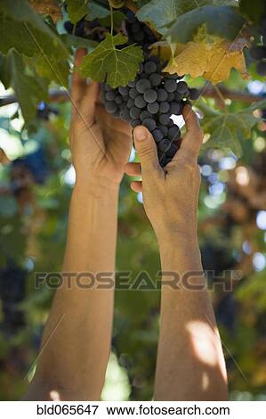 Stock Photo - Hispanic woman picking bunch of grapes in vineyard. Fotosearch