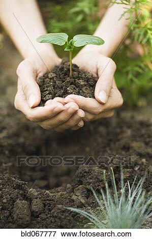 Stock Photo - Hispanic woman holding seedling. Fotosearch