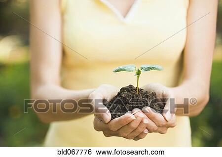 Stock Photograph - Hispanic woman holding seedling. Fotosearch