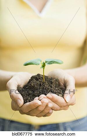 Stock Photography - Hispanic woman holding seedling. Fotosearch