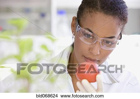 Picture - African scientist performing analysis in laboratory on tomato. Fotosearch