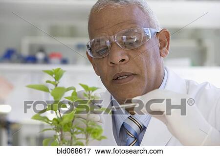 African scientist performing analysis in laboratory on plant View Large Photo Image Stock Photo - African scientist performing analysis in laboratory on plant. Fotosearch