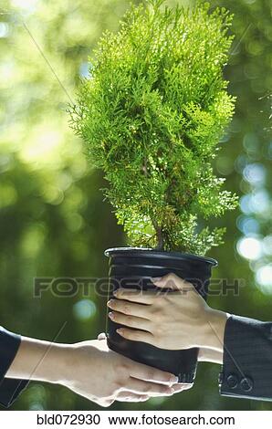 Close up of Hispanic businesswomen holding potted tree View Large Photo Image Stock Image - Close up of Hispanic businesswomen holding potted tree. Fotosearch