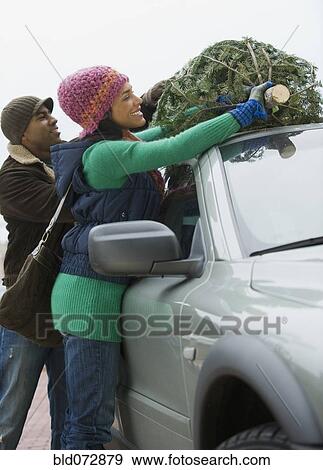 Couple fastening Christmas tree on top of car View Large Photo Image Stock Photo - Couple fastening Christmas tree on top of car. Fotosearch