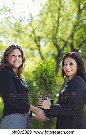 Stock Photo - Hispanic businesswomen holding potted tree. Fotosearch