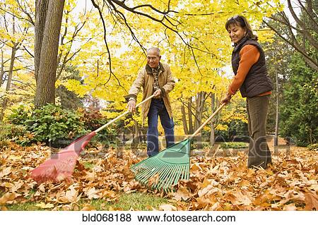 Stock Photo - Hispanic couple raking autumn leaves. Fotosearch