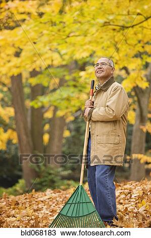 Stock Image - Hispanic man raking autumn leaves. Fotosearch
