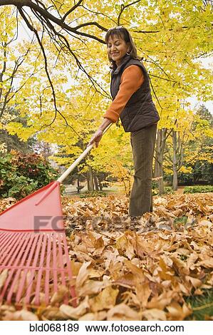 Stock Photo - Hispanic woman raking autumn leaves. Fotosearch