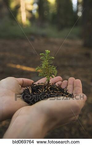 Picture - Woman holding mulch and small tree. Fotosearch