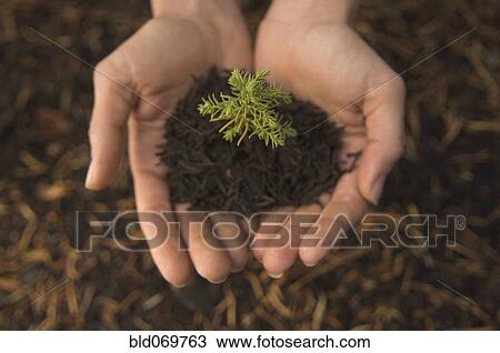 Stock Image - Woman holding mulch and small tree. Fotosearch
