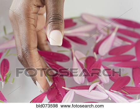 Stock Photo - African woman dipping hand into bowl of petals and water. Fotosearch